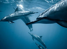 体育赛事-C罗携胜利队友迎接马内归队，并为他送上庆功蛋糕